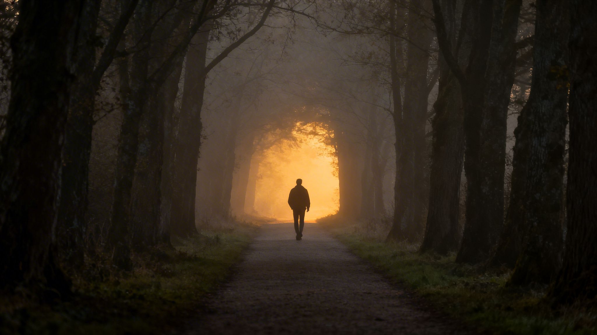 A person walks on a misty path lined with trees towards a bright golden light.