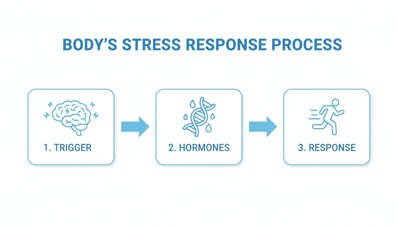 Flowchart illustrating the body's stress response process, detailing trigger, hormones, and physical reaction.
