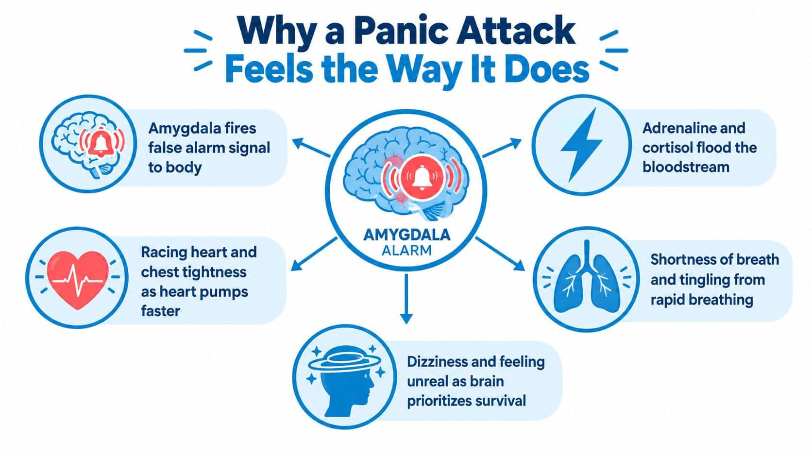 A diagram explaining the biological and physical processes that occur in the body during a panic attack.